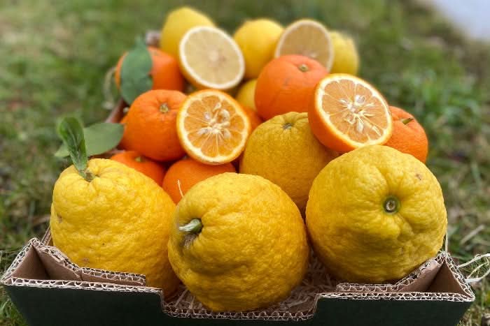 Bio-Zitrusbox „Mediterrane Marmeladenträume“