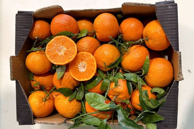 Mandarinen-Rarirät "Leanri"
