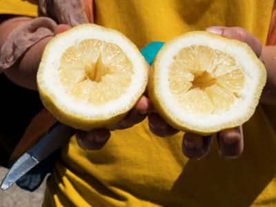 Zitronen Original Amalfi Bio