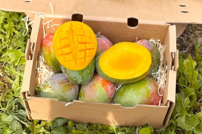 Mango "Lippens" 1 Stk.