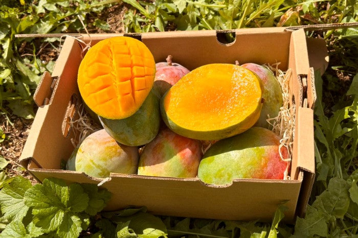 Mango Lippens von Julian Sparbox