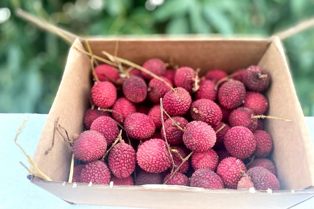 Litschi (Lychee) Bio von Julian