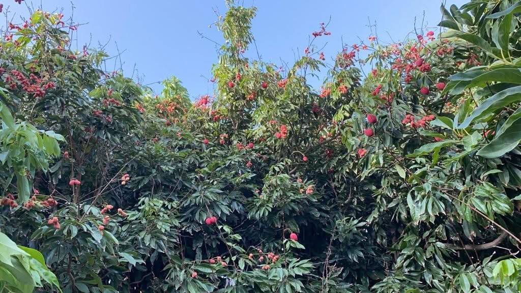 Litschi Bio von Julian Retterbox