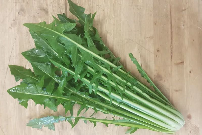 Löwenzahn (Cicoria Catalogna) Bio Apulien