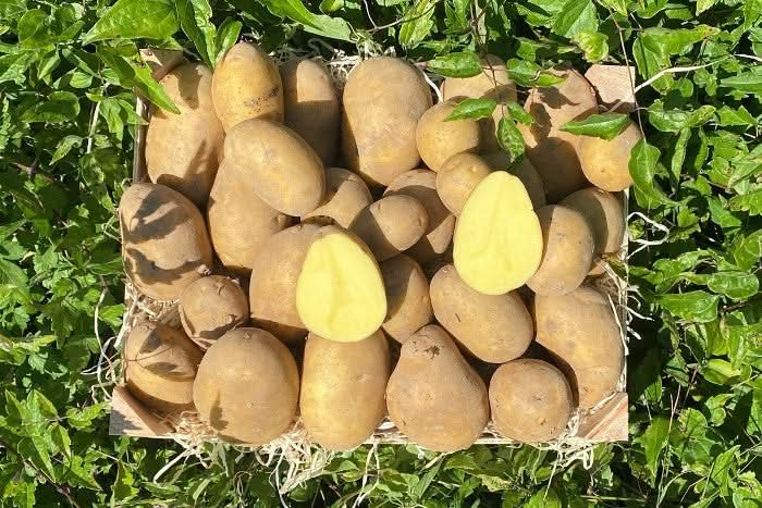 Edel-Kartoffeln Maiwen Bio aus der Bretagne neue Ernte