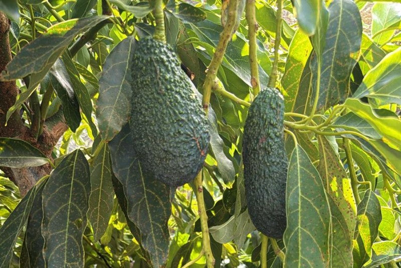 Avocadorarität Maluma Bio von Julian