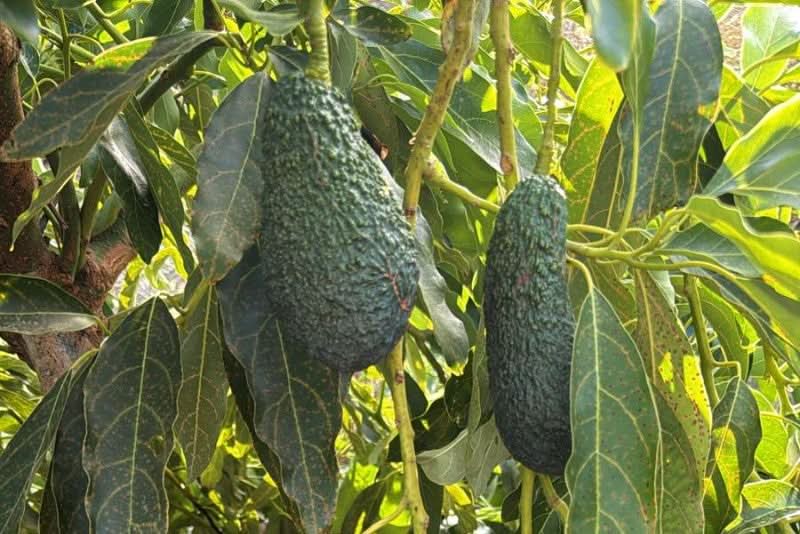 Avocadorarität Maluma Bio von Julian Sparpreis-Box %