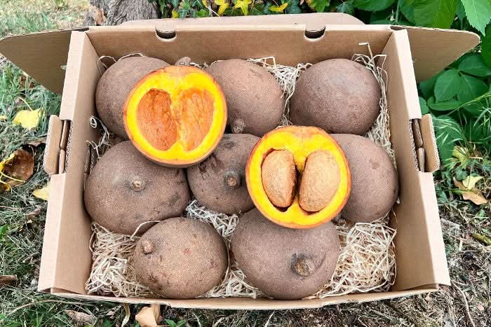 Mamey Zapote (Mammi-Apfel) naturbelassen