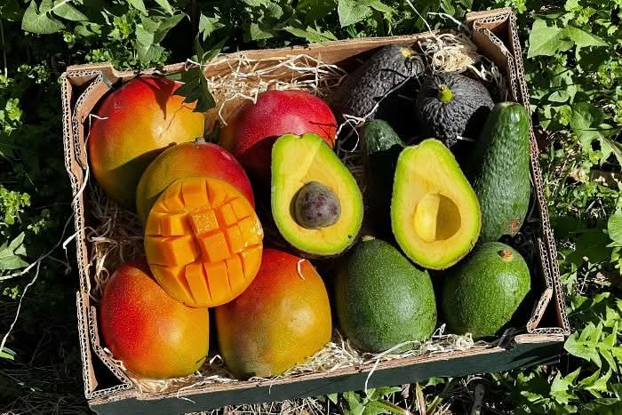 Mango Avocado Genussbox