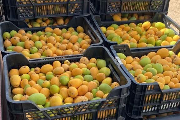 Frisch geerntete Mango Ataulfo in großen schwarzen Kisten – direkt vom Bio-Bauern aus Spanien. Jetzt Mango Ataulfo kaufen in Spanien.