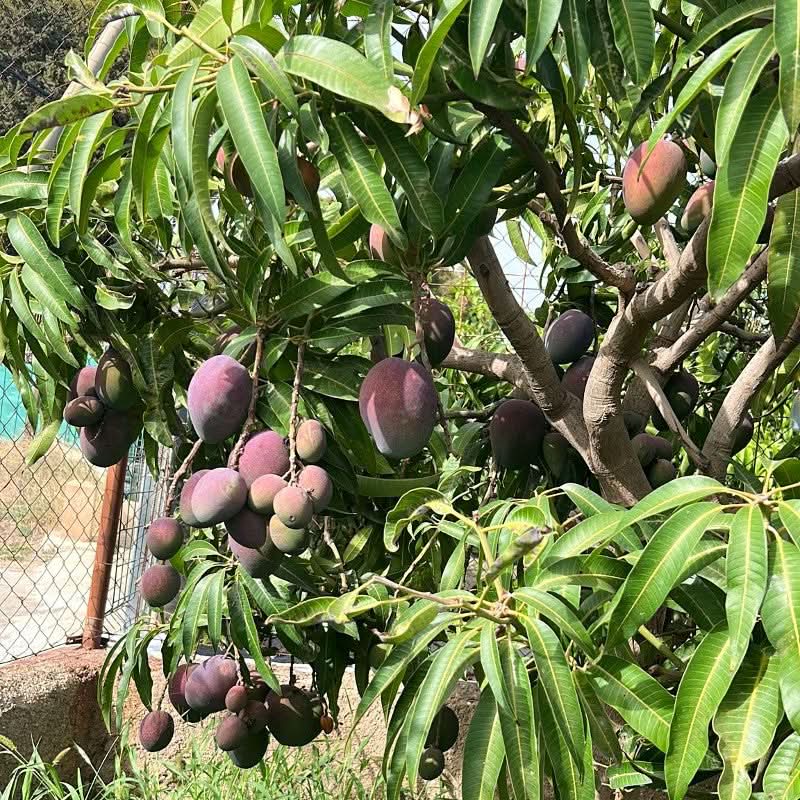 Mango Mix Bio von Julian Sonderaktion % 3kg