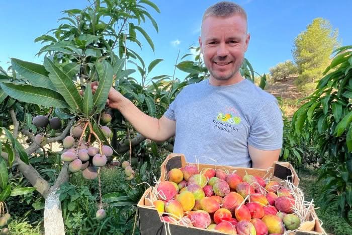 Julian mit frisch geernteten Bio Baby-Mangos Irwin auf seiner Finca in Spanien – direkt vom Baum, ideal für mango Irwin kaufen Spanien