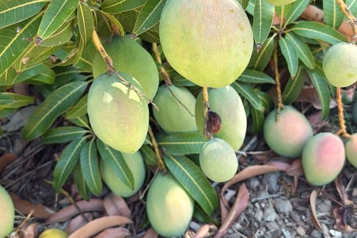 Junge Kensington Pride Mangos in Bio-Qualität am Baum – direkt aus Spanien, ideal für alle, die Mango Kensington kaufen Spanien möchten