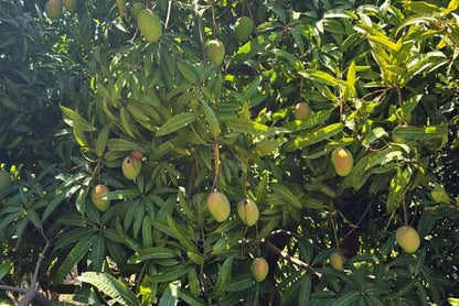 Reife Bio-Mangos der Sorte Kensington Pride am Baum – ideal für alle, die Mango Kensington kaufen Spanien möchten, direkt aus Andalusien