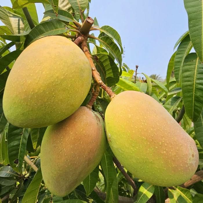 Mango "Kensington Pride" von Julian