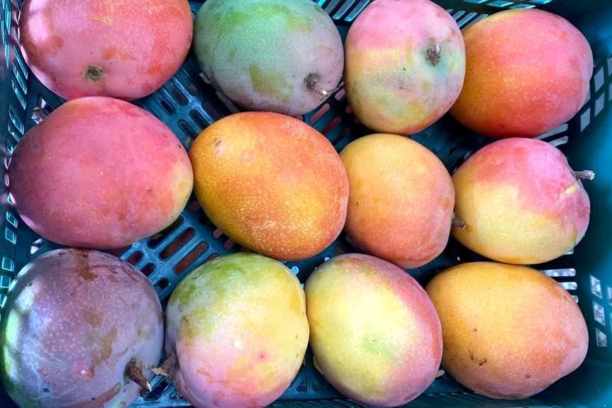 Mango Tommy Atkins wild von Rufino