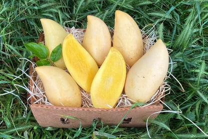 Mango "Nam Dok Mai" baumgereift