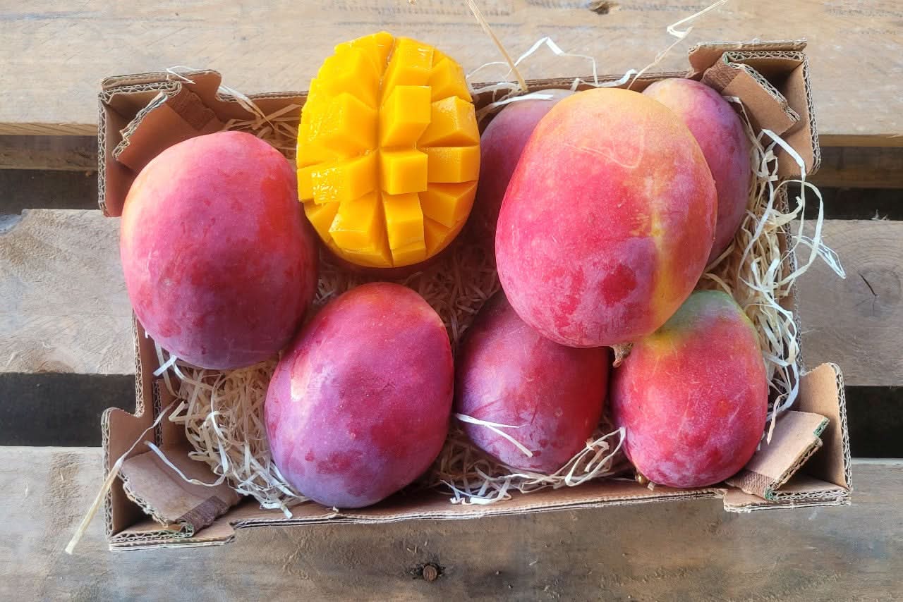 Mango Sensacion von Julian Aktionswoche %