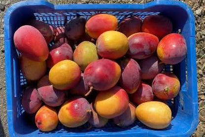 Mango Sensacion von Julian Aktionswoche %