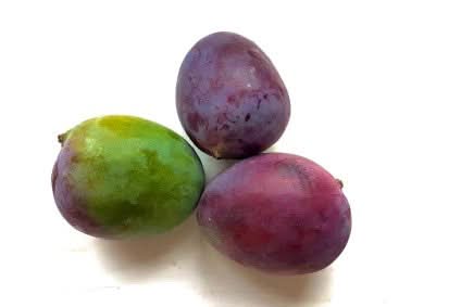 Mango Sensacion wild