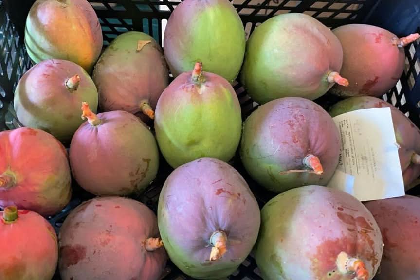 Mango Tommy Atkins wild von Rufino Box 4kg