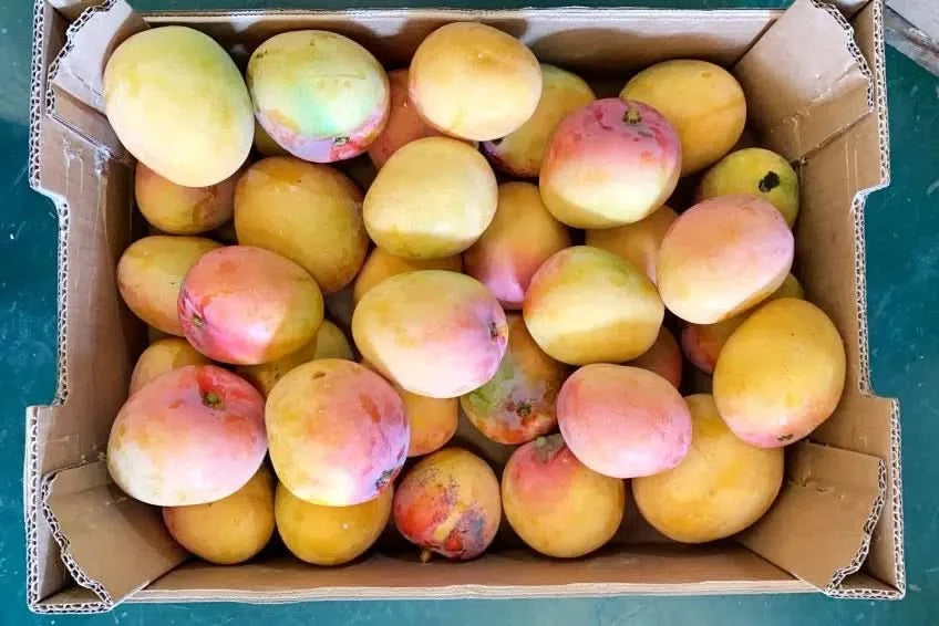 Mango Tropigold von Antonio