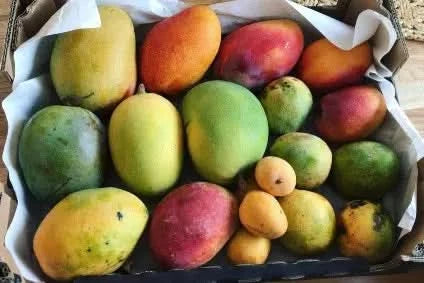 Mango mixed Box wild wonders Special Deal