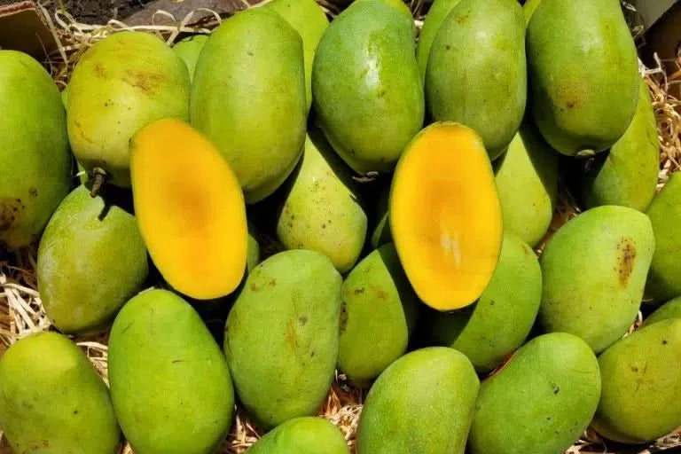 Mango Emeraude Bio (Wildform) baumgereift Sparpreis-Box 1,8kg
