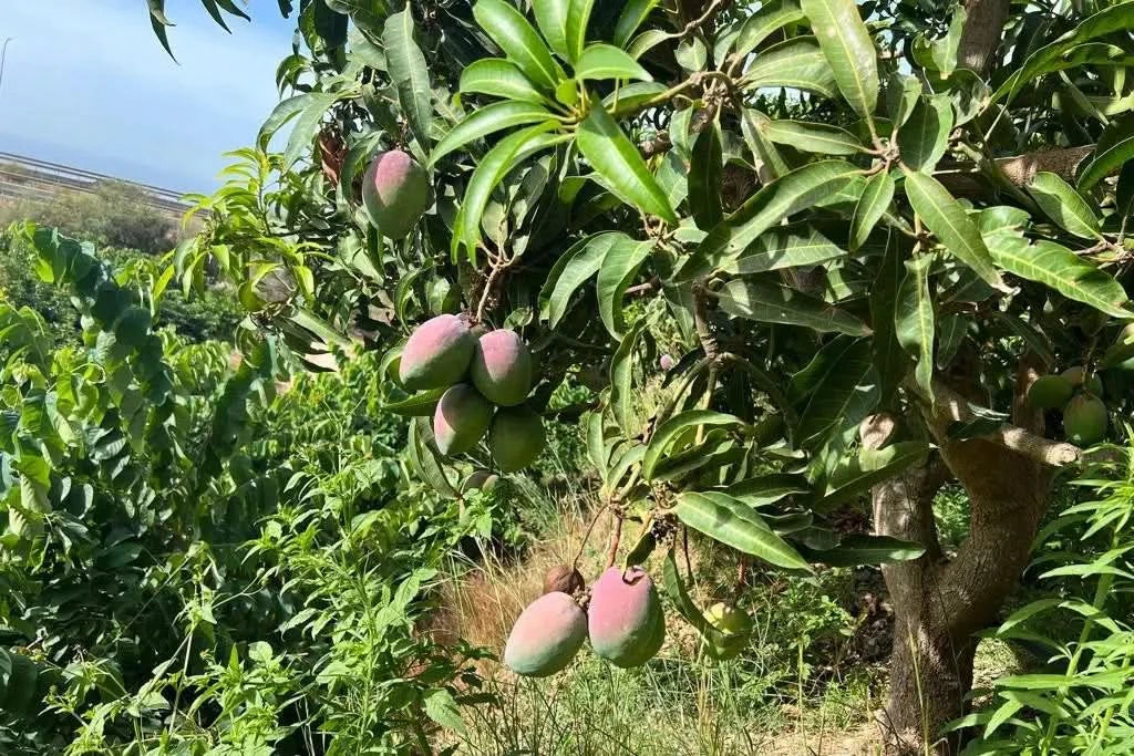 Mango "Zill" von Julian