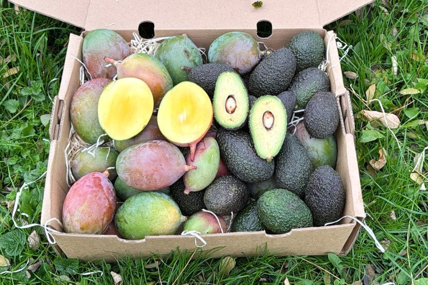 Mini Mango & Avocado Retterbox