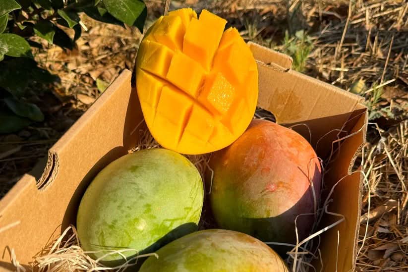 Mango Keitt Bio von Paco Sonderaktion % 4kg