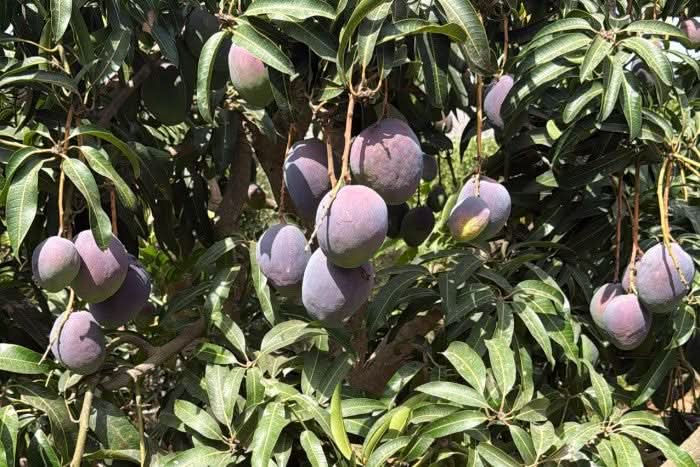 Riesenmango "Rosa" 1 Stk. (750g-1kg)