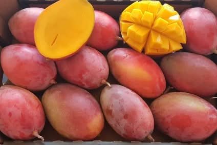 Mango Box Osteen Bio 4kg