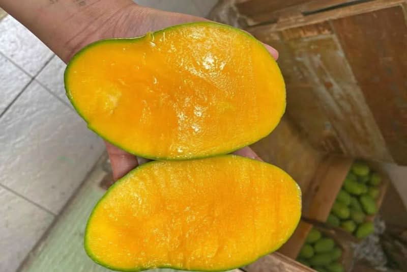 Mango "Harum Manis" baumgereift