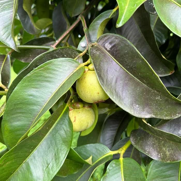 Mangostan naturbelassen