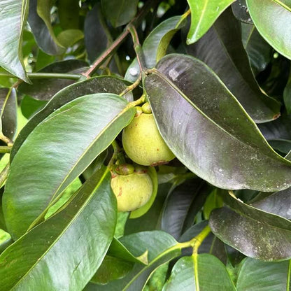 Mangostan naturbelassen