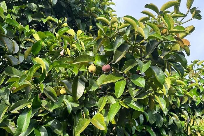 Mangostan naturbelassen