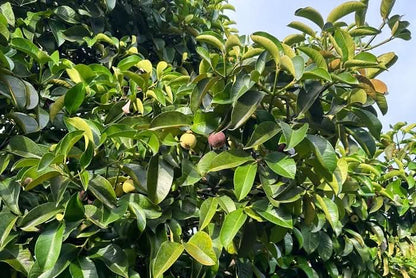 Mangostan naturbelassen