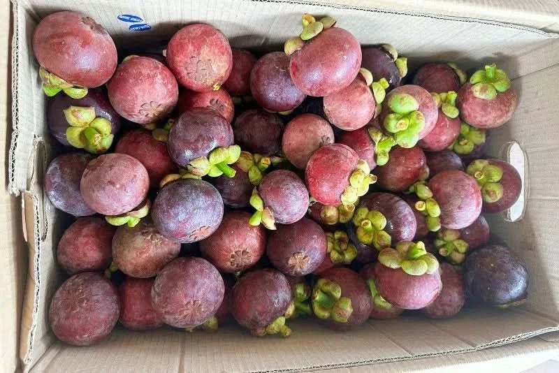 Mangostan naturbelassen