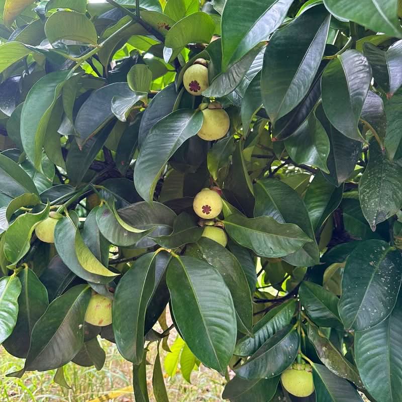 Mangostan von Juan Aktionsbox Naturbelassen