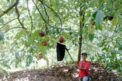 Mangostan naturbelassen