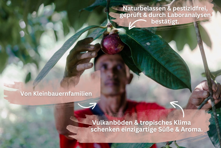 Mangostan naturbelassen