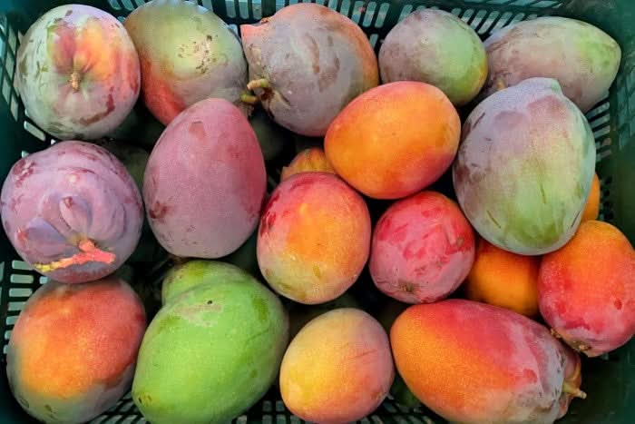 Mango Manzanillo Bio von Julian