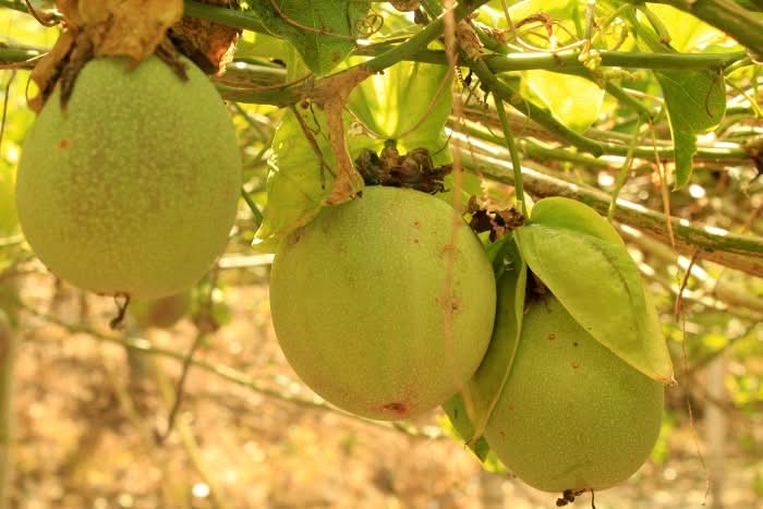 Smaragd-Maracuja "Sweet Emerald" von Familie Bolivar Sparpreis-Box