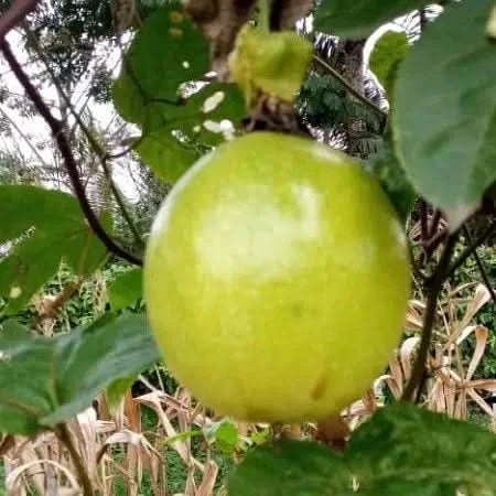 Maracuja gelb Bio von Tierra