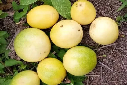 Fruchtfeuer Tropic Mix Box Sonderpreis