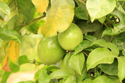 Maracuja gelb von Familie Ramon