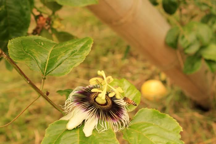 Maracuja gelb von Familie Ramon