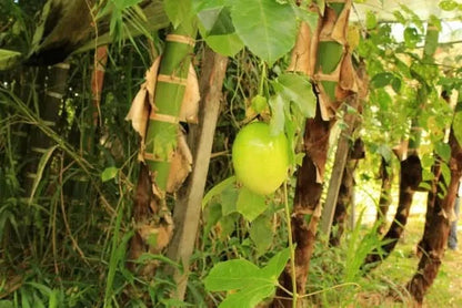 Granadilla & Maracuja Box Aktionspreis %