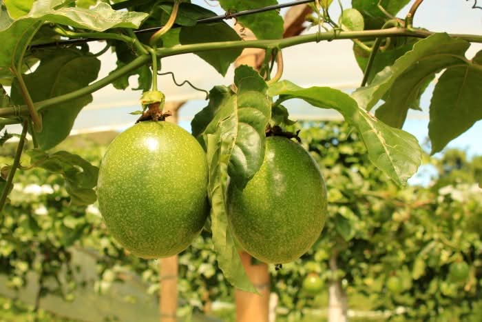 Maracuja gelb von Familie Ramon